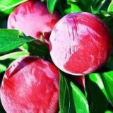 Саджанці сливи "Оцарк Прем'єр" (сердньоспілий сорт) - Зображення 5