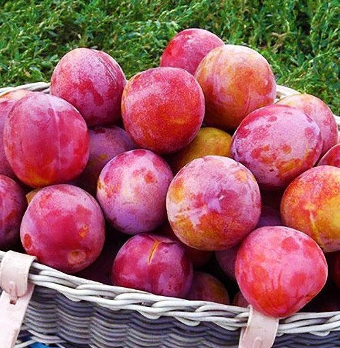 2197852513_sazhentsy-slivy-otsark.jpg Саджанці сливи "Оцарк Прем'єр" (сердньоспілий сорт) - Зображення 1