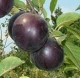 Саджанці сливи "Гігант Бербанк" (середньоспілий сорт)