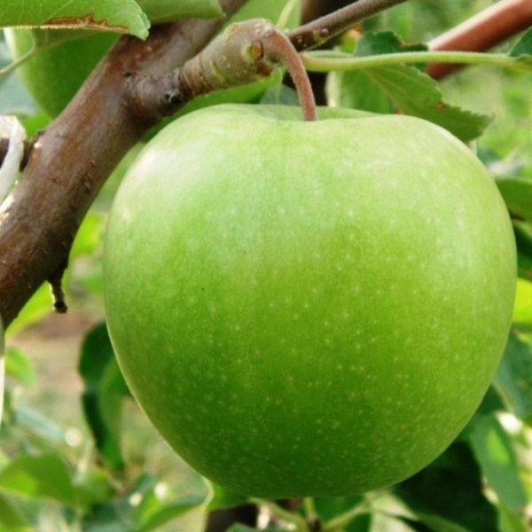 CREATOR: gd-jpeg v1.0 (using IJG JPEG v62), quality = 100 Саджанці яблуні "Гренні Сміт" (Granny Smith) - Зображення 1