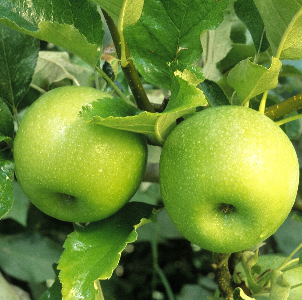 2201408628_sazhentsy-yabloni-renet.jpg Саджанці яблуні "Ренет Семеренко" - Зображення 1