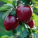 Саджанці яблуні "Старкримсон"
