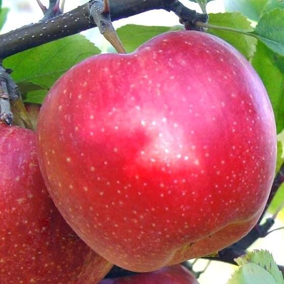 2201451744_sazhentsy-yabloni-eliza.jpg Саджанці яблуні "Еліза" - Зображення 1