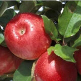 Саджанці яблуні "Чемпіон Арно"