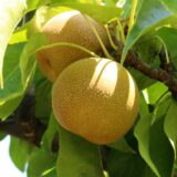 Саджанці груші "Хосуі"