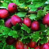 Саджанці агрусу "Кооператор" - Зображення 2