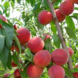 Саджанці персика "Інка" (пізньоспілий сорт, польська селекція)