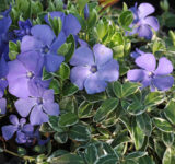 Барвінок Ralph Shugеrt