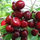Саджанці черешні "Василина" (середньоспілий сорт)