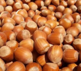 Саджанці фундука "Шедевр" (відводок) - Зображення 2