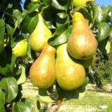 Саджанці груші "Осінь Буковини"