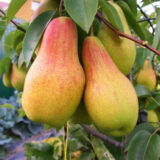 Саджанці груші "Талгарська красуня"