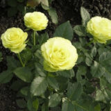 Саджанці троянди «Limbo» (Лімбо) - Зображення 2