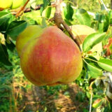 Саджанці груші "Микола Крюгер"