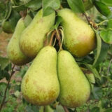 Саджанці груші "Парижанка"