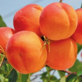 Саджанці абрикосу "Нью Джерсі Американ" (середньоспілий сорт)