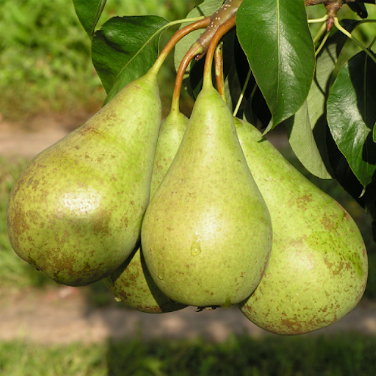 2267778919_sazhentsy-osennego-sorta.png Саджанці осіннього сорту груші "Конференція" - Зображення 1