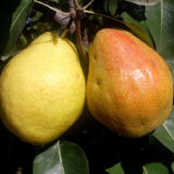 Саджанці груші "Кіффер"