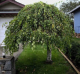 Саджанці берези плакучої на штамбі( H1.2-1.5м)  Pendula