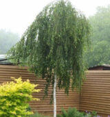 Саджанці берези плакучої на штамбі( H1.2-1.5м)  Pendula - Зображення 3