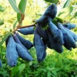 Жимолость їстівна "Донька Велетня" (С2)