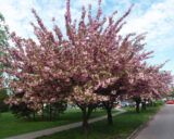 Саджанці сакури "Kanzan" - Зображення 2