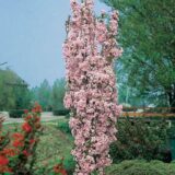 Саджанці колоновидної сакури "Аманогава"