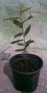 Саджанці лавру благородного - Зображення 2