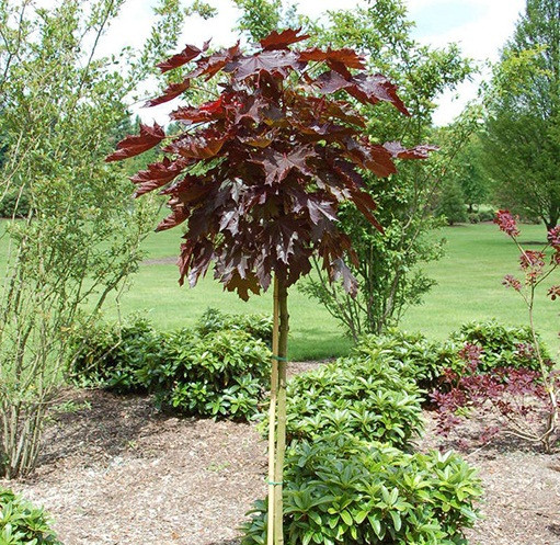 2408178247_sazhentsy-klena-ostrolistnogo.jpg Саджанці клену гостролистного Crimson King (штамб Н 0,8-1 м) - Зображення 1