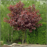 Саджанці клену гостролистного "Crimson King"