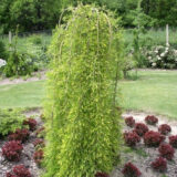 Карагана на штамбі Walker Pendula (штамб Н 1-1,4 м)