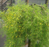 Карагана на штамбі Walker Pendula (штамб Н 1-1,4 м) - Зображення 2