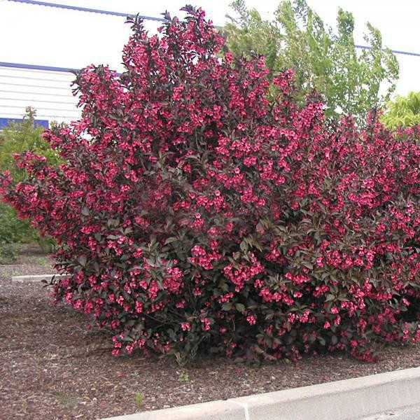 2410707303_sazhentsy-vejgely-alexandra.jpg Саджанці вейгели Alexandra - Зображення 1