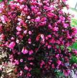 Саджанці вейгели Minor Black - Зображення 3