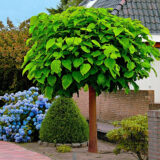 Саджанці катальпи бігнонієвидної Nana (штамб Н- 1,2-1,5 м)