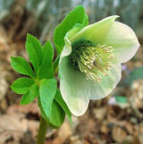 Чемерник Кавказький