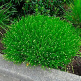 Сантоліно зелена - Зображення 2