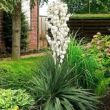 Саджанці Юкки