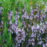 Саджанці розмарину