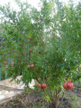 Саджанці гранату вуличного "Бала Мюрсаль" С1 - Зображення 2