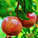 Саджанці гранату вуличного "Гюлоша" відводок ВКС - Зображення 2