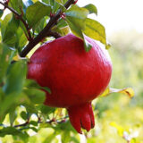 Саджанці гранату вуличного "Гюлоша" відводок ВКС