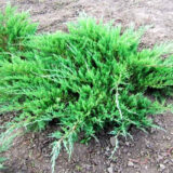 Саджанці ялівця (можжевельника) козацького