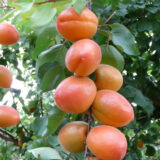 NEW в Україні! Саджанці абрикосу "Wonder Cot"(Вондер Кот) (раньоспілий сорт)