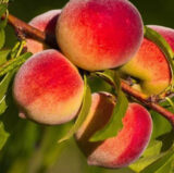Саджанці персика "Кардинал" (середньоранній сорт, селекція США)