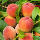 Саджанці персика "Ред Хевен" (середньоспілий сорт, селекція США)