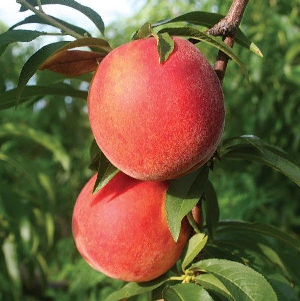 2417114669_sazhentsy-persika-kanadian.jpg Саджанці персика "Канадіан Хармоні" (середньопізній сорт, канадська селекція) - Зображення 1