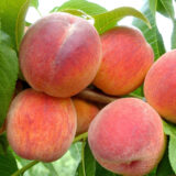 Саджанці персика "Коллінз" (середньоранній сорт, селекція США)