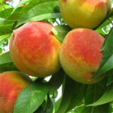 Саджанці персика "Київський ранній" (раньоспілий сорт, українська селекція)