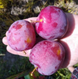 Саджанці сливи колоновидної "Імперіал" (середньоспілий сорт)